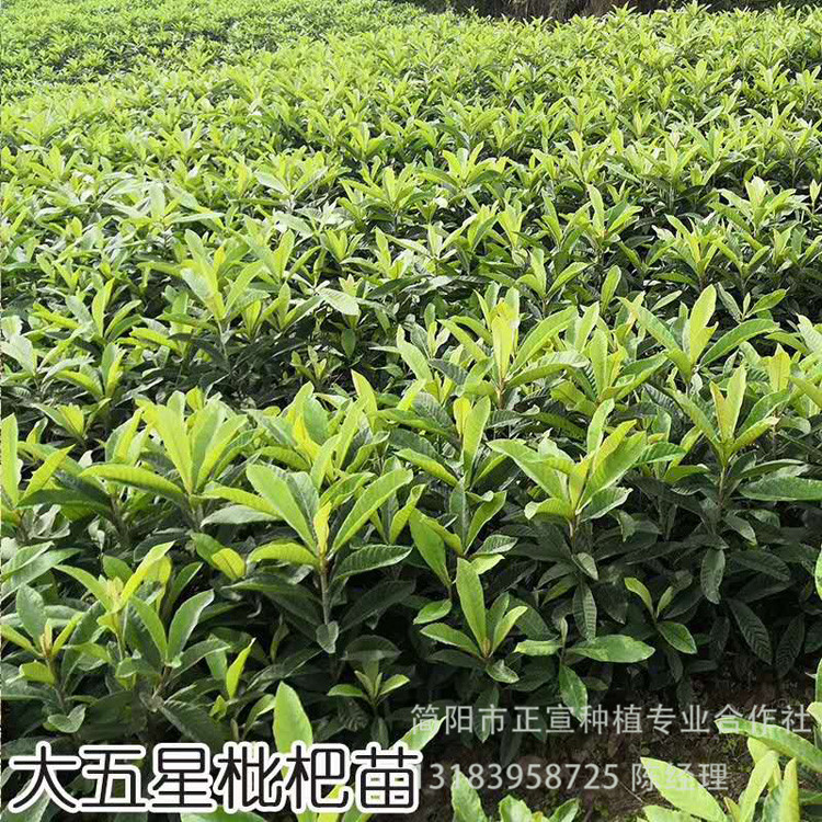 枇杷苗供應大五星枇杷苗批發(fā)優(yōu)質果苗批發(fā)基地正宣苗木