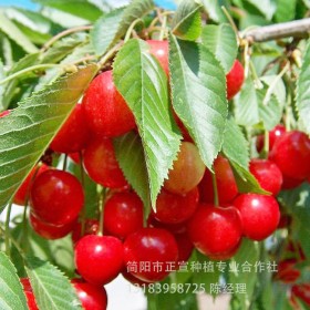 汶川櫻桃苗 大櫻桃苗 車?yán)遄用缗l(fā) 大櫻桃種苗 櫻桃樹(shù)批發(fā)