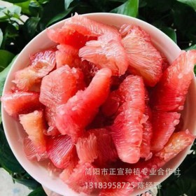 四川紅心柚子苗批發(fā) 泰國(guó)紅心柚子苗廠家直銷 掛果率高