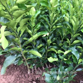 四川紅心柚子苗批發(fā) 柚子嫁接苗  柚子樹(shù)苗供應(yīng)