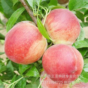 皮球桃果苗 桃子苗批發(fā)四川優(yōu)質桃子苗批發(fā)掛果率高現(xiàn)貨批發(fā)贈送種植技術