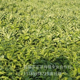 云南橘子苗 柑橘苗 愛媛38號苗供應(yīng) 橘子苗種植基地 贈送種植技術(shù)