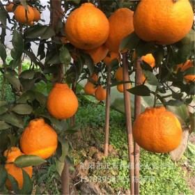 不知火丑柑苗批發(fā)供應(yīng)橘子苗批發(fā)柑橘苗批發(fā) 掛果率高