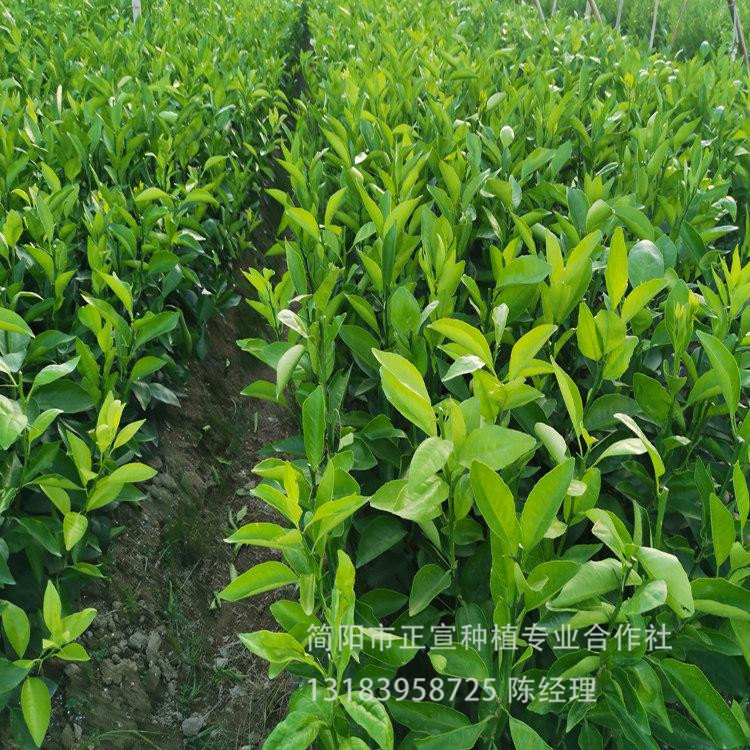 貴州椪柑苗批發(fā) 正宣苗場(chǎng)供應(yīng)柑橘苗