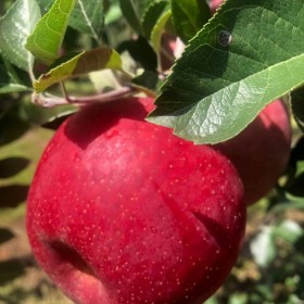 四川蘋果苗批發(fā) 蘋果樹(shù)苗  蘋果苗合作基地