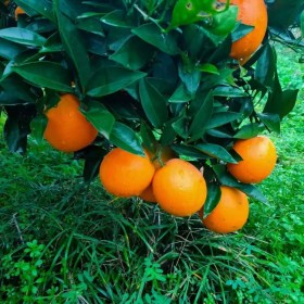 成都愛媛38號苗批發(fā)基地 橘子苗批發(fā) 柑橘苗批發(fā)基地 掛果率高