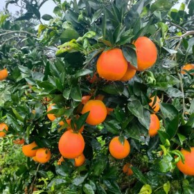 四川愛媛38號苗批發(fā)基地 優(yōu)質(zhì)果苗批發(fā)基地 掛果率柑橘苗批發(fā)