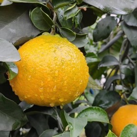 四川柑橘苗批發(fā)基地 愛(ài)媛柑橘苗批發(fā)基地 供應(yīng)柑橘苗批發(fā)基地