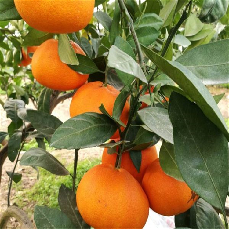 甘平柑橘價格 甘平柑橘苗 營養(yǎng)杯苗價格