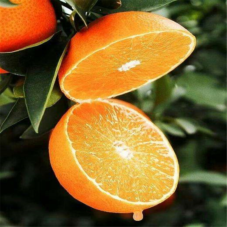 四川柑橘苗基地 基地直銷柑橘苗 愛媛38號柑橘苗 春見柑橘苗基地