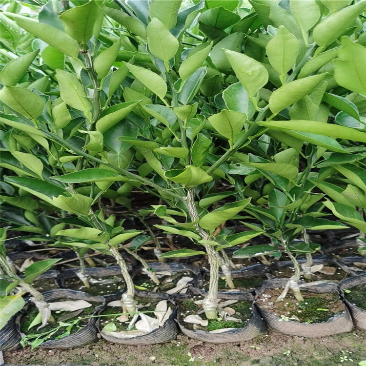 愛媛38號柑桔苗 柑橘苗沙糖桔果樹苗盆栽地栽