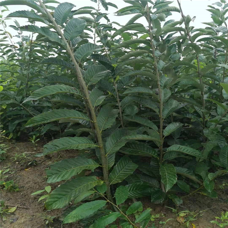 簡(jiǎn)陽(yáng)市中農(nóng)重科苗木專業(yè)合作社