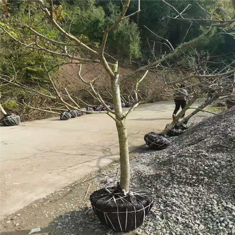 大規(guī)格桃樹  晚熟桃樹苗雪桃樹苗 大量供應(yīng)