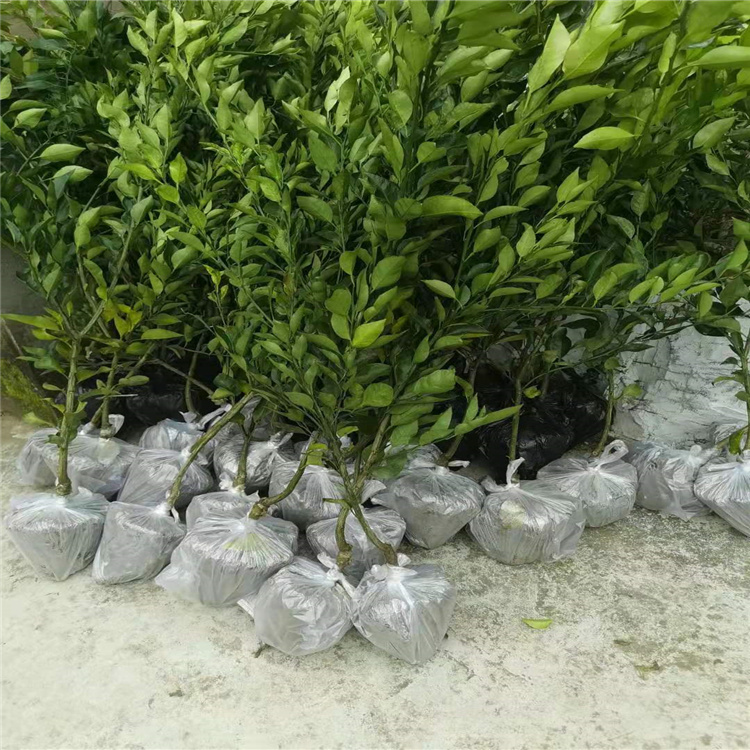 愛媛38號柑桔苗 顆粒飽滿 優(yōu)質(zhì)高成1年苗