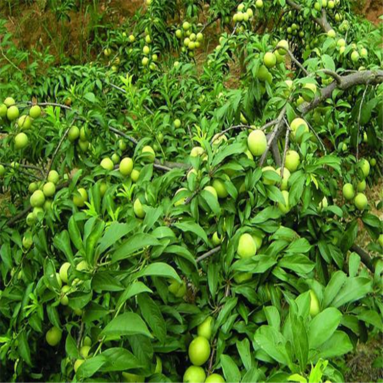 簡(jiǎn)陽(yáng)市中農(nóng)重科苗木專(zhuān)業(yè)合作社