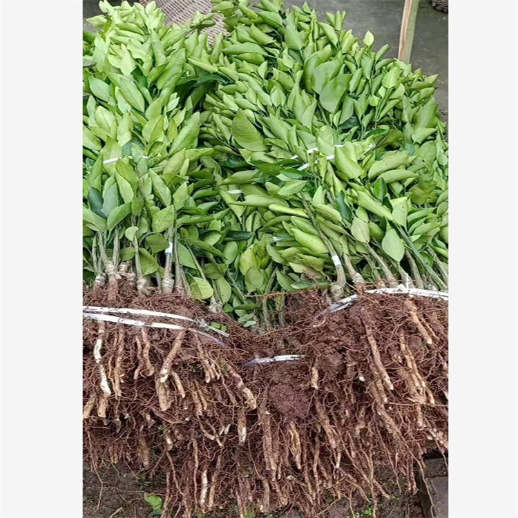 陽光一號桔柚耐寒性耐寒性 現(xiàn)貨供應歡迎咨詢