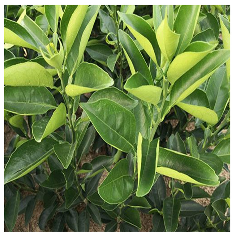 黃美人柑橘苗咨詢及熱議 現(xiàn)貨歡迎咨詢