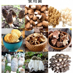 食用菌烘干機菌菇類烘干機定制