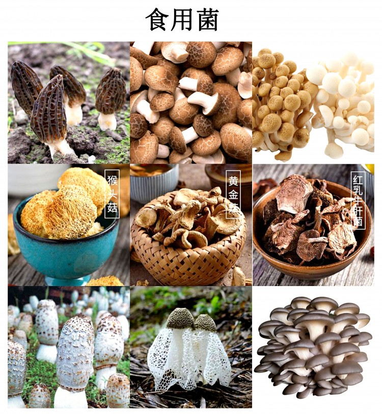 食用菌烘干機(jī)